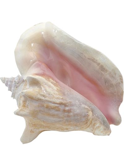 Large Queen Conch Decorative Seashell 6-8" Natural Pink