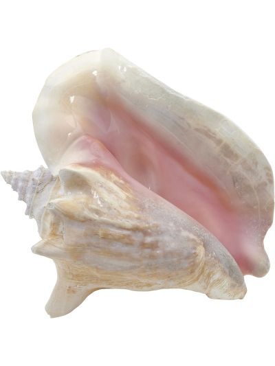 Large Queen Conch Decorative Seashell 6-8" Natural Pink
