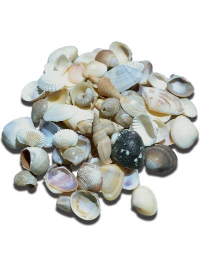 Indian Mix Assorted Craft Seashells Bag Small .25-1" 1 Kilo (appx. 1000 pc)