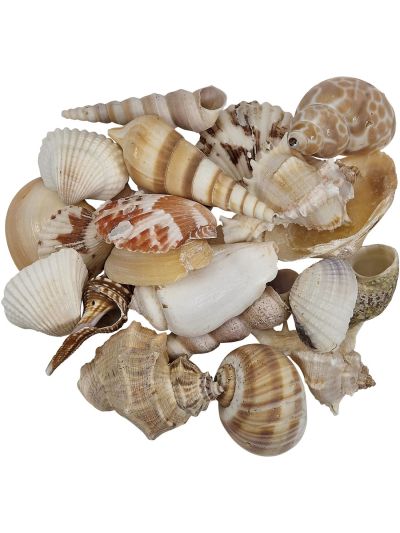 2 Indian Mix Assorted Craft Seashell Bags Large 1-3" (appx. 100 pc) 2 Kilos