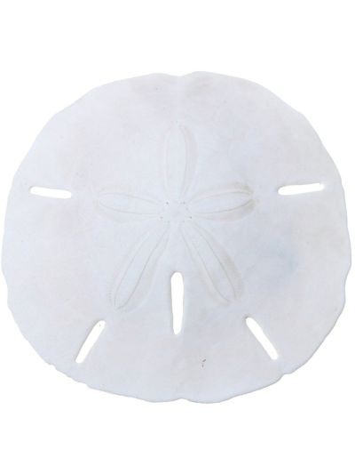 12 Round Sand Dollars 2-2.25" (Set of 12)