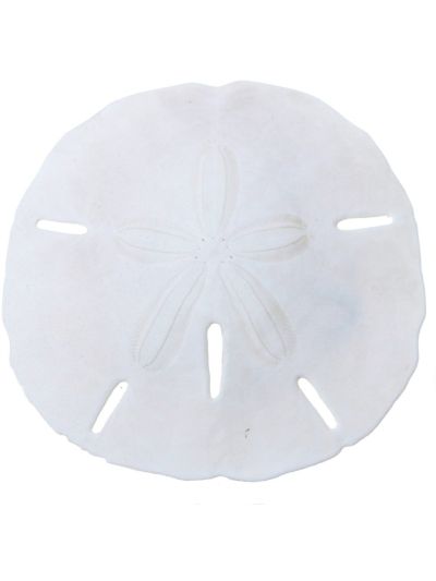 10 Round Sand Dollars 4"-4.5" (Set of 10)
