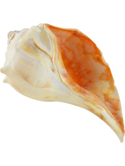 Murex Endiva Long Spine 7-8"