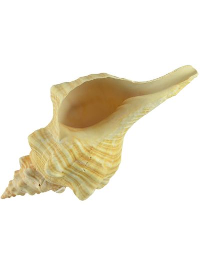 Horse Conch Decorative Shell 12-14"