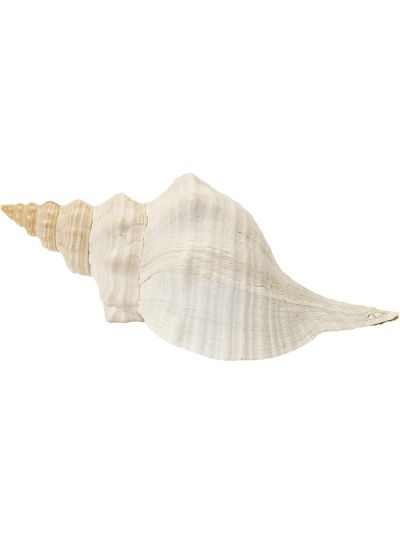 Horse Conch Decorative Shell 12-14"