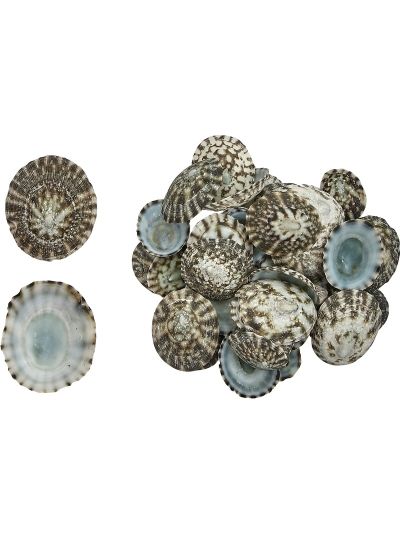 Green Limpets Shells Bag .375-1.25" (Approx .25 Kilo - 500 pcs)