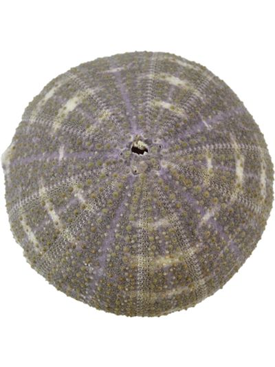 10 Alfonso Sea Urchins 3-4" (Set of 10)
