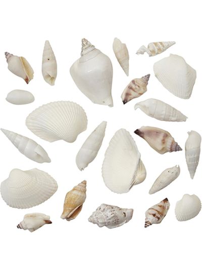Assorted Shell Mix Pure White 1 Gallon (appx.350 pc)