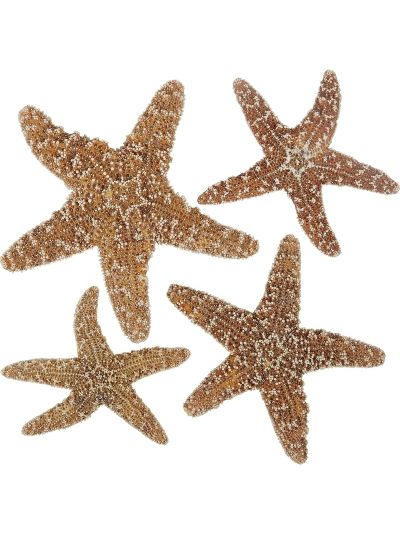 3 Sugar Starfish 4-6" (Set of 3)