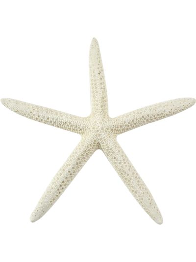 12 White Finger Starfish 3-4" (Set of 12)