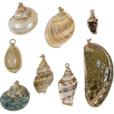 8 Gold Trimmed Shells (Set of 8)