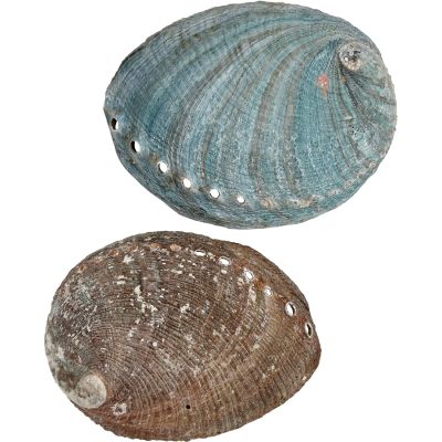 Blue Abalone Shell 5-6"
