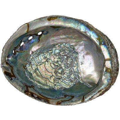 Green Abalone 4-5"