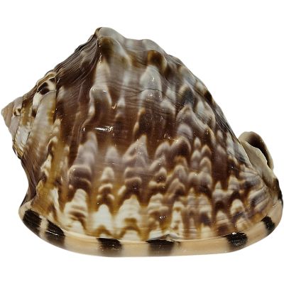 2 Princess Helmet Decorative Shells 3-4" (Set of 2)