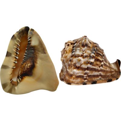King Helmet Decorative Conch Shell 4-5"