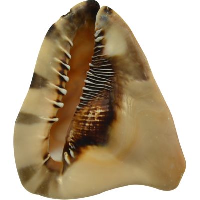 King Helmet Decorative Conch Shell 6-7"