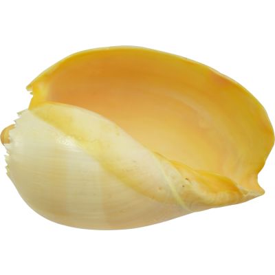 Melon Decorative Seashell 7-9"