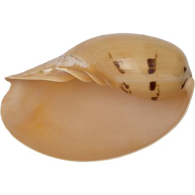 Melon Decorative Seashell 8-9"