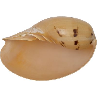 Melon Decorative Shell 7-8"