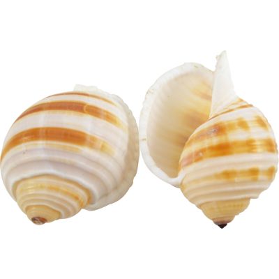 4 Banded Tun (Tonna Sulcosa) Seashells 3-5" (Set of 4)