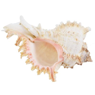 3 Branched Murex Ramosus Shells 5-6" (Set of 3)