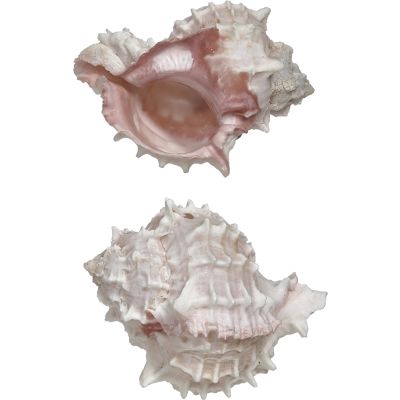 6 Pink Murex Shells 3-3.5" (Set of 6)