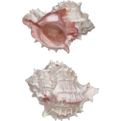 5 Pink Murex Shells 4" and up