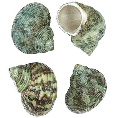 Turbo Bruneus Seashell Bag 1.5-2" 1 Kilo
