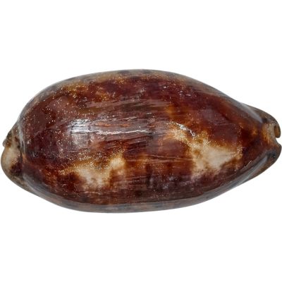 2 Cowrie Testudinaria Seashells (Turtle) 4" and up (Set of 2)