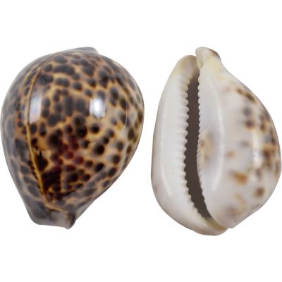 6 Tiger Cowrie Shells 3" and up (Set of 6)