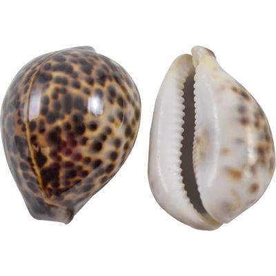 2 Tiger Cowrie Shells 3.75-4.25" (Set of 2)