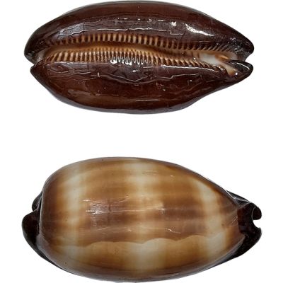6 Cowrie Talpa (Mole) 2-2.75" (Set of 6)
