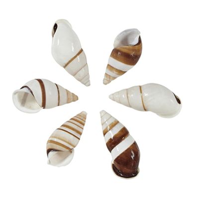 100 Partuloives Land Snail Shells 1.5-2" (Set of 100)