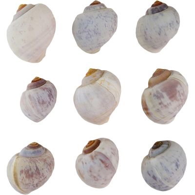White Apple Snail Shells 1-1.5" (.5 Kilo)