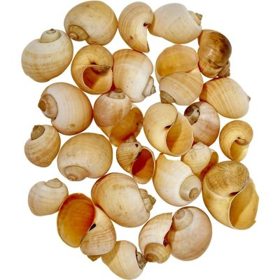 Tan Apple Snail 1-2" ( .5 Kilo )