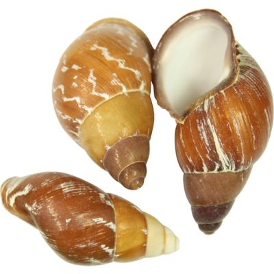 30 Land Snail Shells 2.25-2.75" (Set of 30)