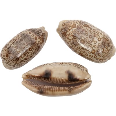 2 Argus Cowrie Shells 2.5-3.5" (Set of 2)