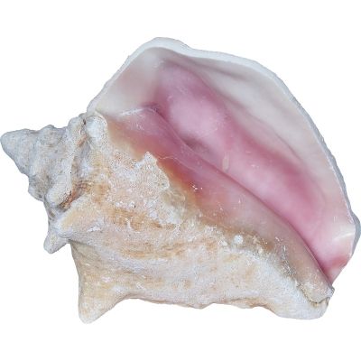 Medium Queen Conch Decorative Seashell 4-6" Natural Pink