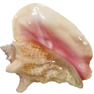 Queen Conch Slit Back 10" and Up