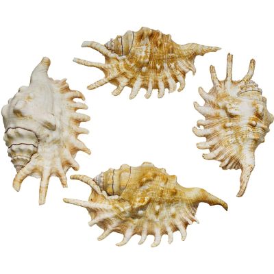 6 Millipede Lambis Shells 4" & Up (Set of 6)