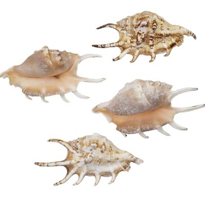 12 Common Lambis Shells 3-4" (Set of 12)
