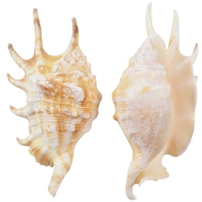 12 Lambis Lambis Seashells 5-6" (Set of 12)