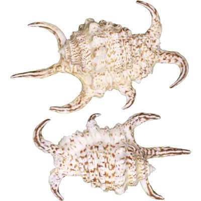5 Lambis Rugosa Shells 4-5" (Set of 5)