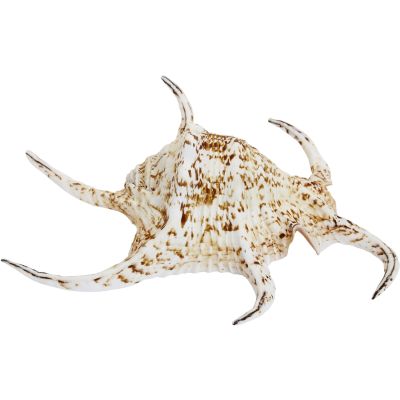 Spider Conch Shell 7-8"