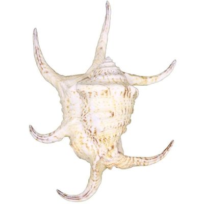 Decorative Spider Conch Shell 8-10"