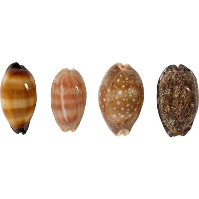 Mixed Polished Cowries Seashells 2-3" 1 Kilo