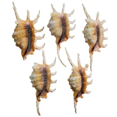 3 Scorpion Lambis Shells 4-5" (Set of 3)