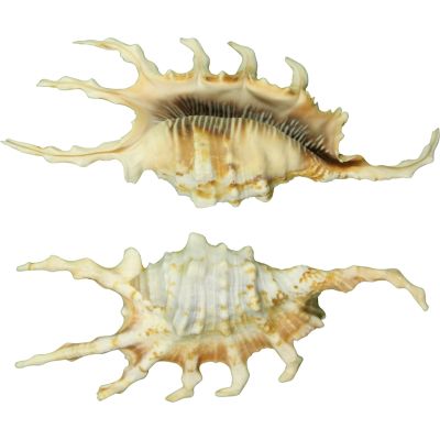 3 Decorative Lambis Scorpio Shells 5-6" (Set of 3)