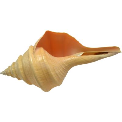 Australian Trumpet Large Decorative Shell 16-18"
