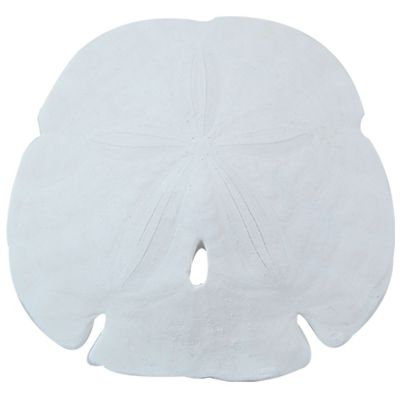 2 Arrowhead Sand Dollars 6" and up (Set of 2)